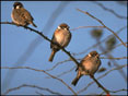 Les Oiseaux des parcs et des jardins (tous �ges)