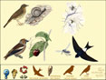 Les Oiseaux des parcs et des jardins (tous �ges)