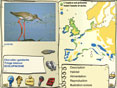 Les Oiseaux d�eau (tous �ges)