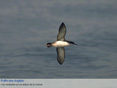 Les Oiseaux d�eau (tous �ges)