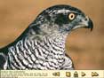 Les Oiseaux des for�ts et des montagnes (tous �ges)