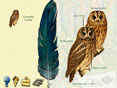 Les Oiseaux des for�ts et des montagnes (tous �ges)