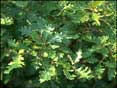 Une For�t dans la t�te (tous �ges)