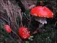 Des Champignons toute l�ann�e (tous �ges)