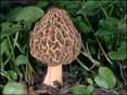 Des Champignons toute l�ann�e (tous �ges)