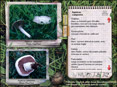 Des Champignons toute l�ann�e (tous �ges)