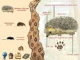 Les Mammif�res Sauvages d'Europe (tous �ges)