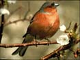 Le Monde des oiseaux (tous �ges)