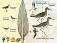 Le Monde des oiseaux (tous �ges)