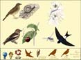 Le Monde des oiseaux (tous �ges)