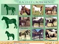 Hippomania, le monde du cheval (tous �ges)