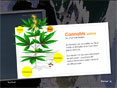 Pr�vention Cannabis
