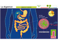 Animations p�dagogiques SVT (coll�ge)