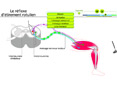 Animations p�dagogiques SVT (lyc�e)