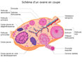 F�mina 3