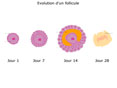 F�mina 3