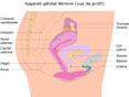 F�mina 3