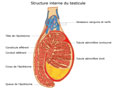 F�mina 3