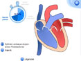 SVT - 34 animations p�dagogiques pour le coll�ge