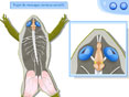 SVT - 34 animations p�dagogiques pour le coll�ge