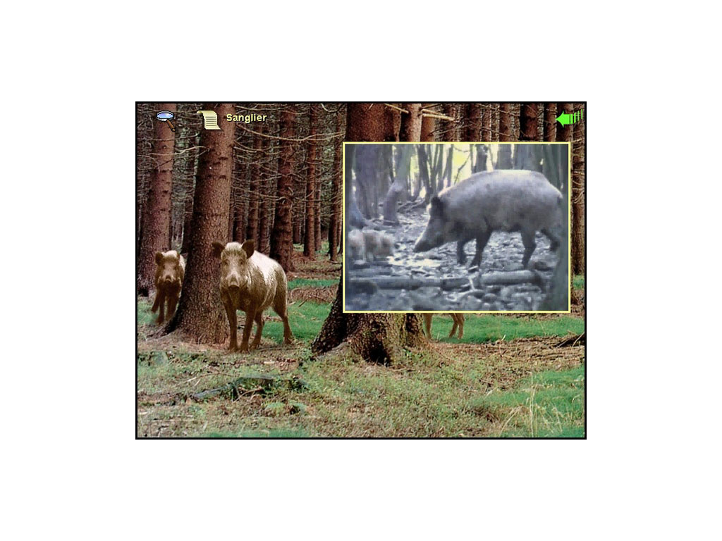 Photographie faune sauvage - Le Monde de la nature