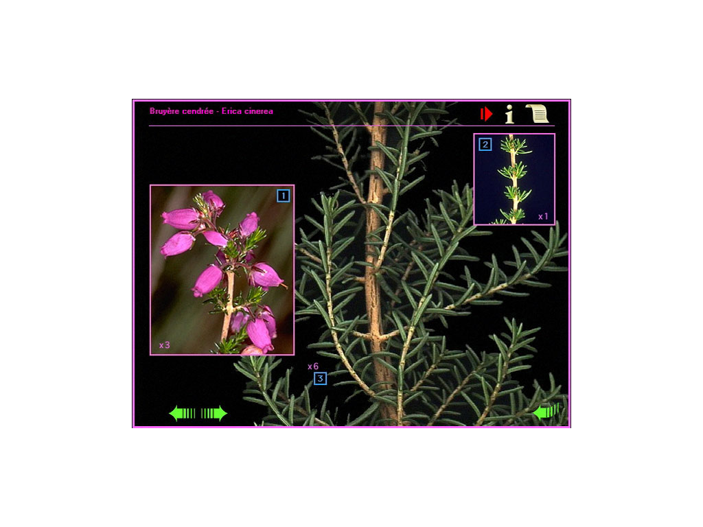 Photographie flore - Le Monde de la nature