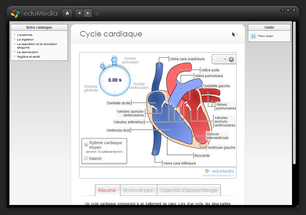Activité Cycle cardiaque CE2-CM1-CM2