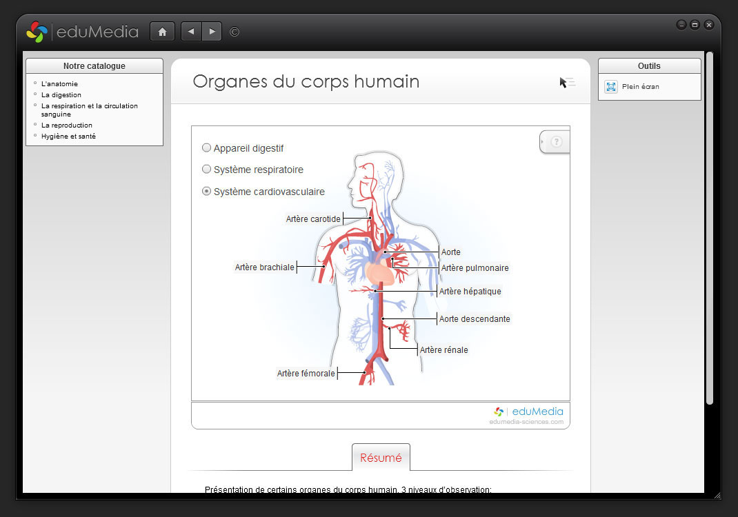 Activité les organes du corps humain CE2-CM1-CM2